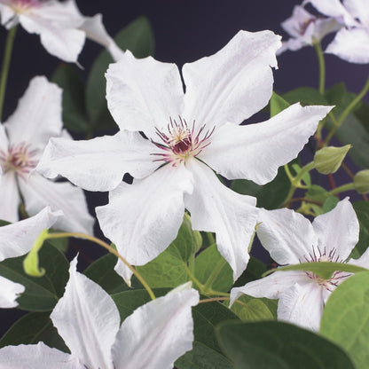  Bosrank (Clematis 'Snow Queen')