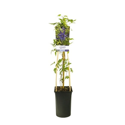  Bosrank (Clematis 'Spiky')
