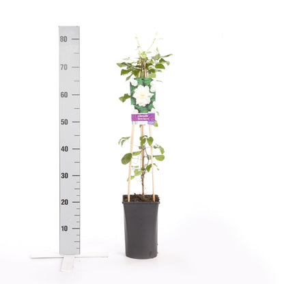  Bosrank (Clematis 'Sylvia Denny')
