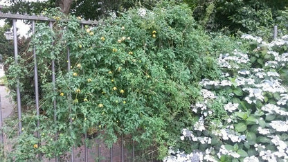  Bosrank (Clematis Tangutica)