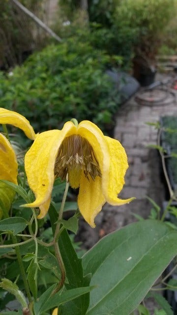  Bosrank (Clematis Tangutica)