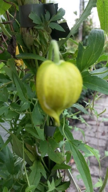  Bosrank (Clematis Tangutica)