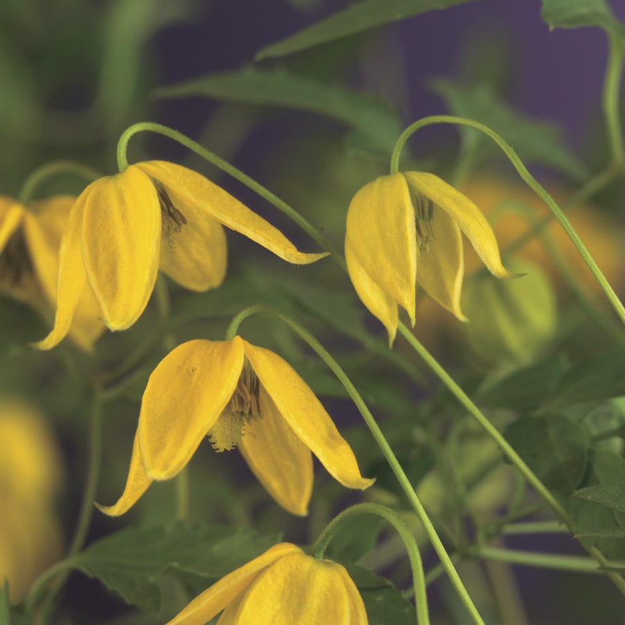  Bosrank (Clematis Tangutica)