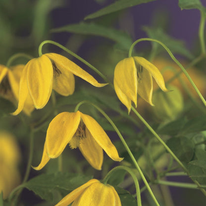  Bosrank (Clematis Tangutica)