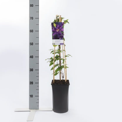  Bosrank (Clematis 'The President')
