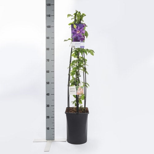  Bosrank (Clematis 'The President')