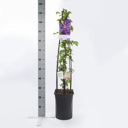  Bosrank (Clematis 'The President')