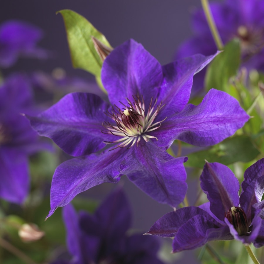  Bosrank (Clematis 'The President')