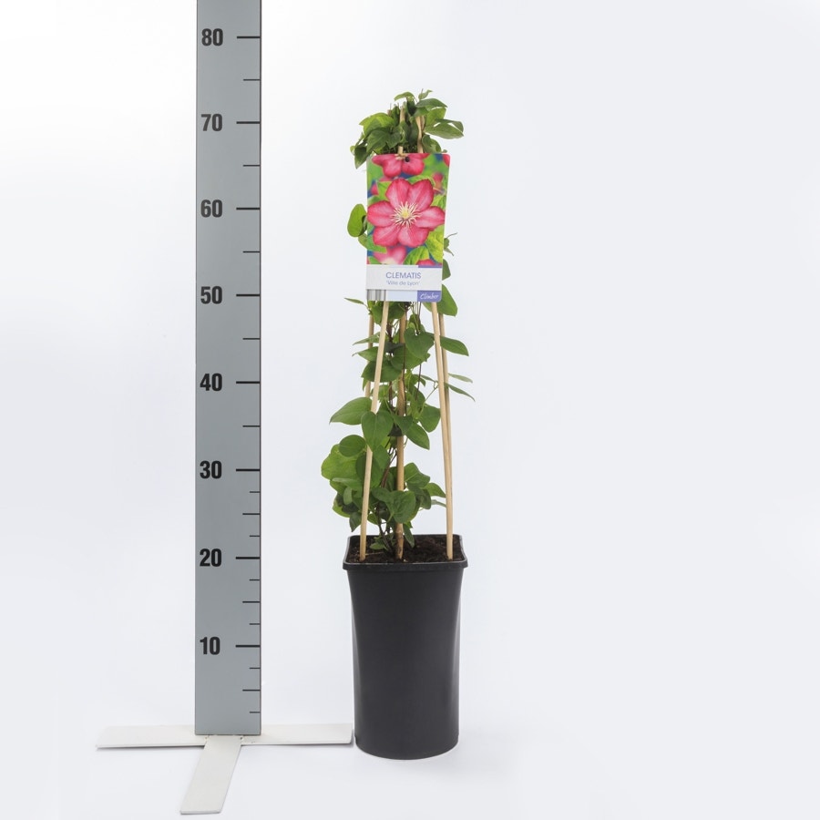  Bosrank (Clematis 'Ville De Lyon')