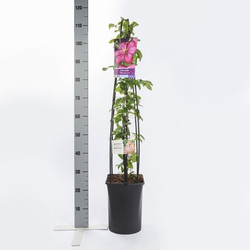  Bosrank (Clematis 'Ville De Lyon')