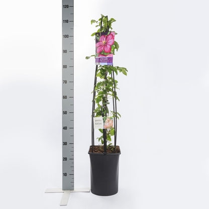  Bosrank (Clematis 'Ville De Lyon')