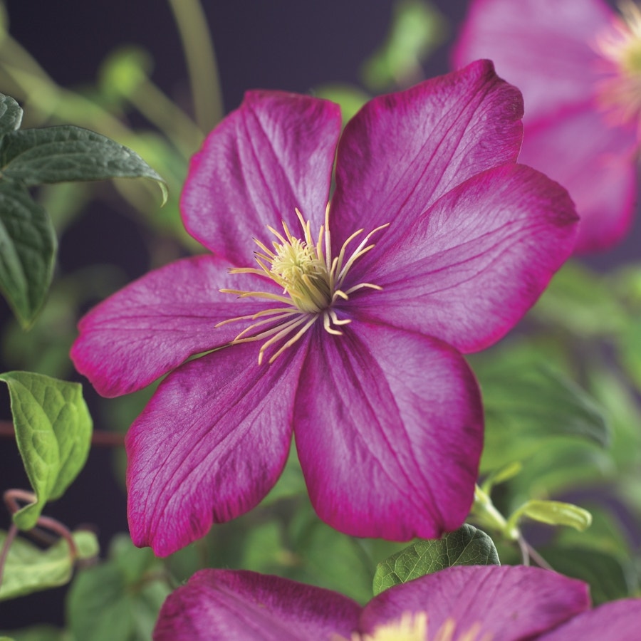  Bosrank (Clematis 'Ville De Lyon')