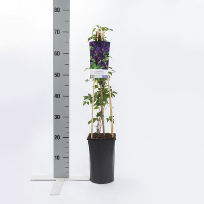  Bosrank (Clematis 'Polish Spirit')