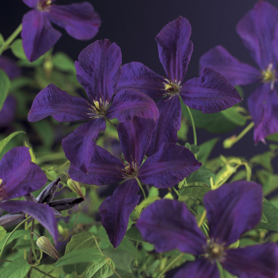  Bosrank (Clematis 'Polish Spirit')