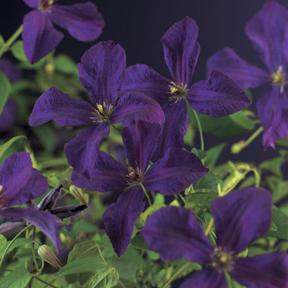  Bosrank (Clematis 'Polish Spirit')