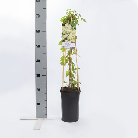  Bosrank (Clematis Vitalba)