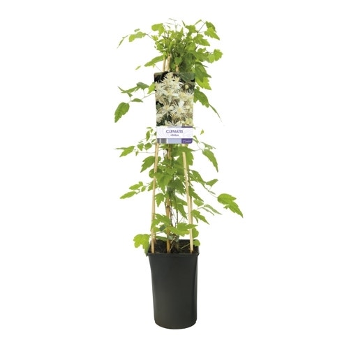  Bosrank (Clematis Vitalba)