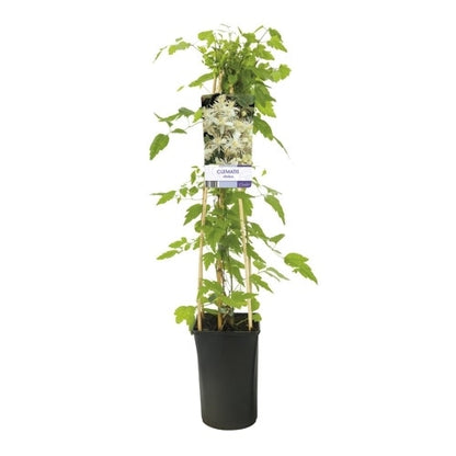  Bosrank (Clematis Vitalba)