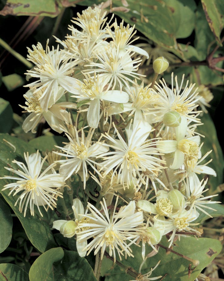  Bosrank (Clematis Vitalba)