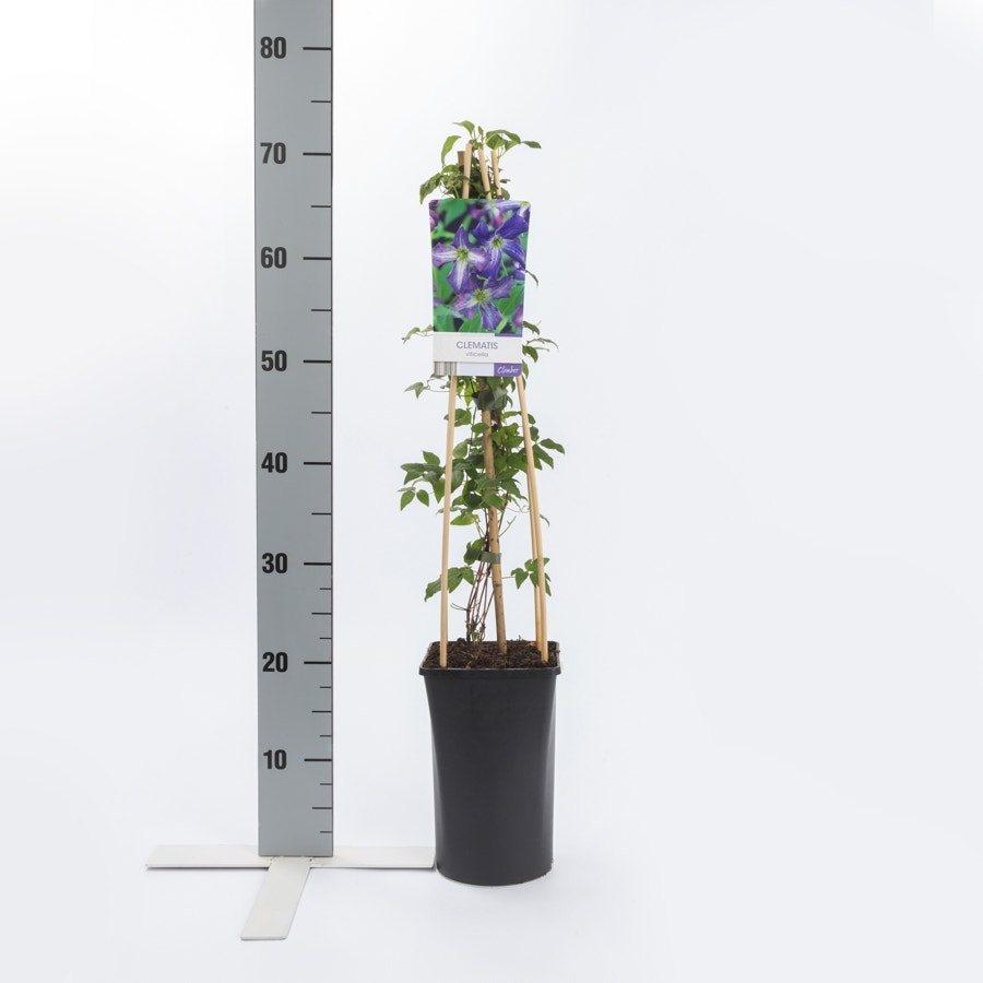  Bosrank (Clematis Viticella)