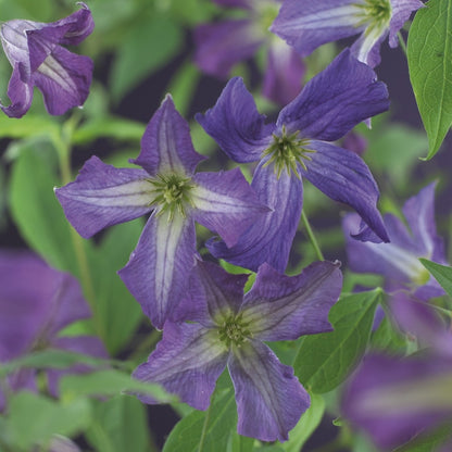  Bosrank (Clematis Viticella)