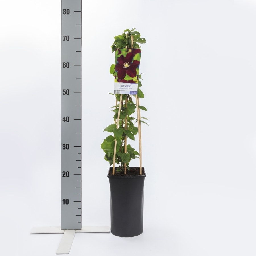  Bosrank (Clematis 'Warszawska Nike')