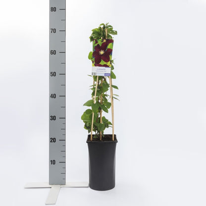  Bosrank (Clematis 'Warszawska Nike')