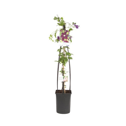  Bosrank (Clematis 'Warszawska Nike')