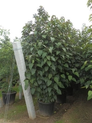  Pindakaasboom (Clerodendrum Trichotomum Fargesii)