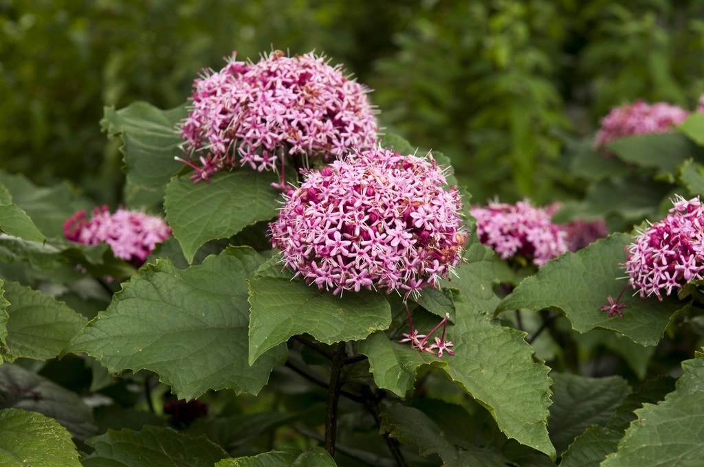  Pindakaasboom (Clerodendrum Bungei)