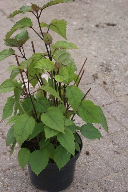 Pindakaasboom (Clerodendrum Bungei)