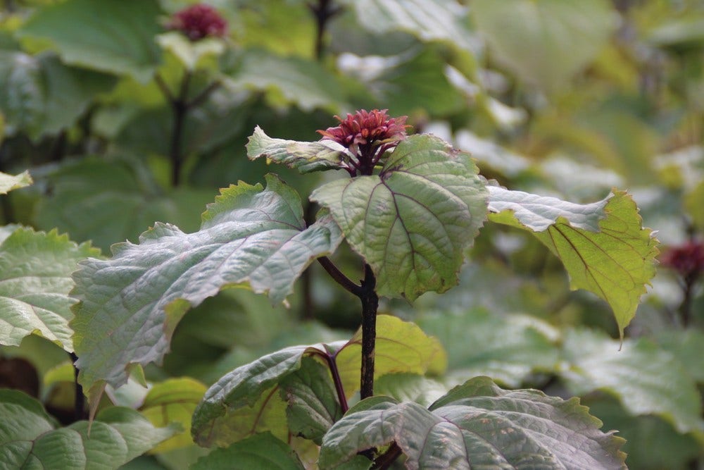  Pindakaasboom (Clerodendrum Bungei)
