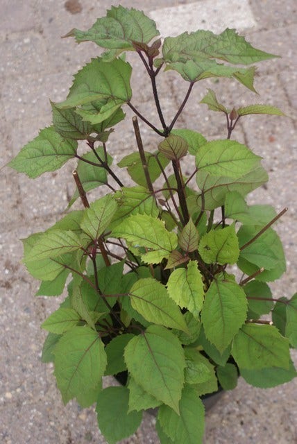  Pindakaasboom (Clerodendrum Bungei)