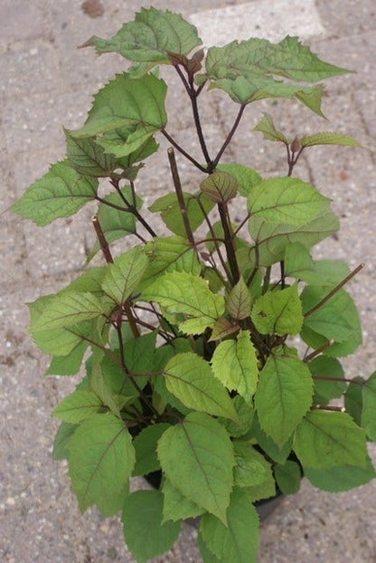  Pindakaasboom (Clerodendrum Bungei)