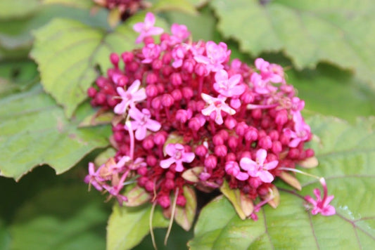  Pindakaasboom (Clerodendrum Bungei)