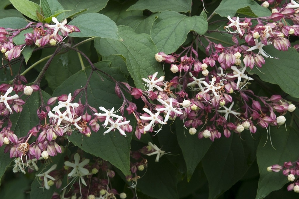  Pindakaasboom (Clerodendrum Trichotomum)