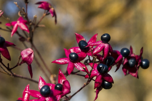  Pindakaasboom (Clerodendrum Trichotomum Fargesii)