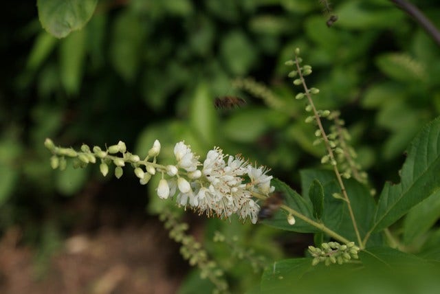  Schijnels (Clethra Alnifolia)