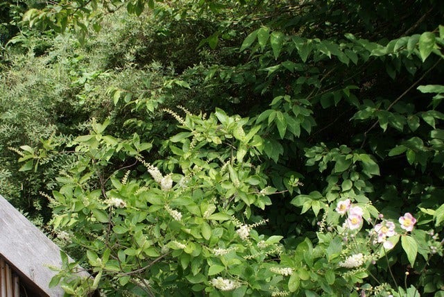  Schijnels (Clethra Alnifolia)