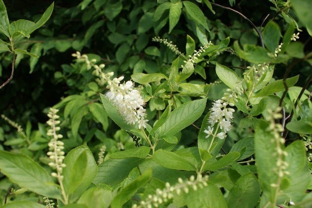  Schijnels (Clethra Alnifolia)