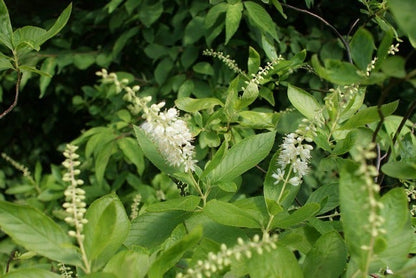  Schijnels (Clethra Alnifolia)
