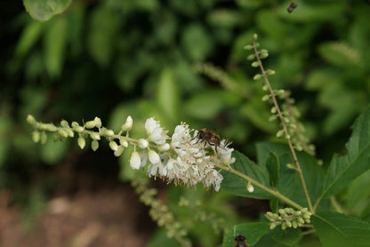  Schijnels (Clethra Alnifolia)