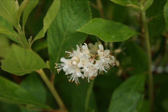  Schijnels (Clethra Alnifolia)