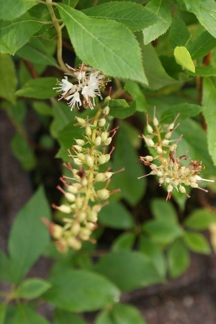  Schijnels (Clethra Alnifolia)