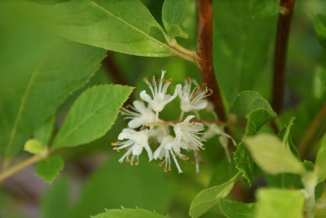  Schijnels (Clethra Alnifolia)