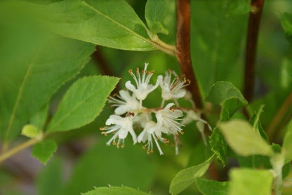 Schijnels (Clethra Alnifolia)