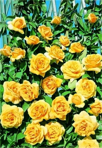  Klimroos (Rosa 'Landora')