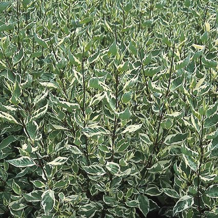  Bonte Kornoelje (Cornus Alba 'Elegantissima')