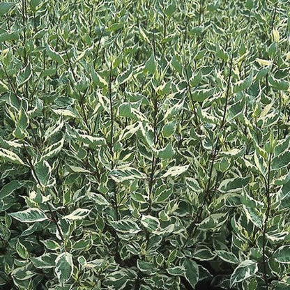  Bonte Kornoelje (Cornus Alba 'Elegantissima')