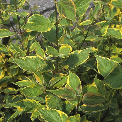  Kornoelje (Cornus Alba 'Gouchaultii')